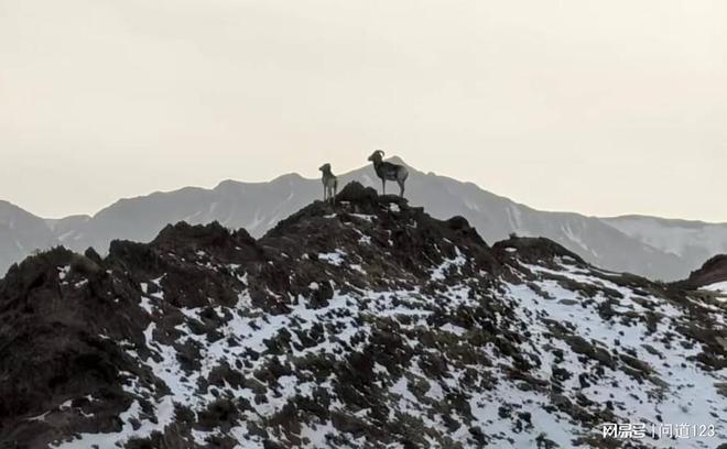 瓜州：极旱荒漠频现盘羊踪迹 生态保护成效彰显